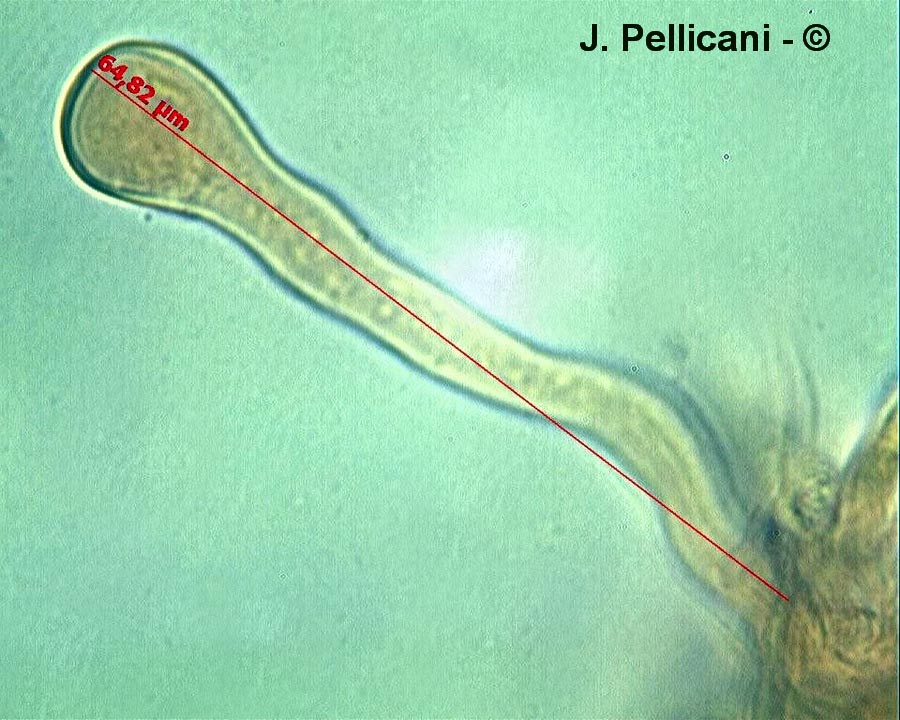 Chondrostereum purpureum