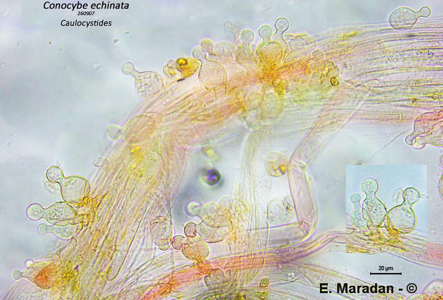 Conocybe echinata
