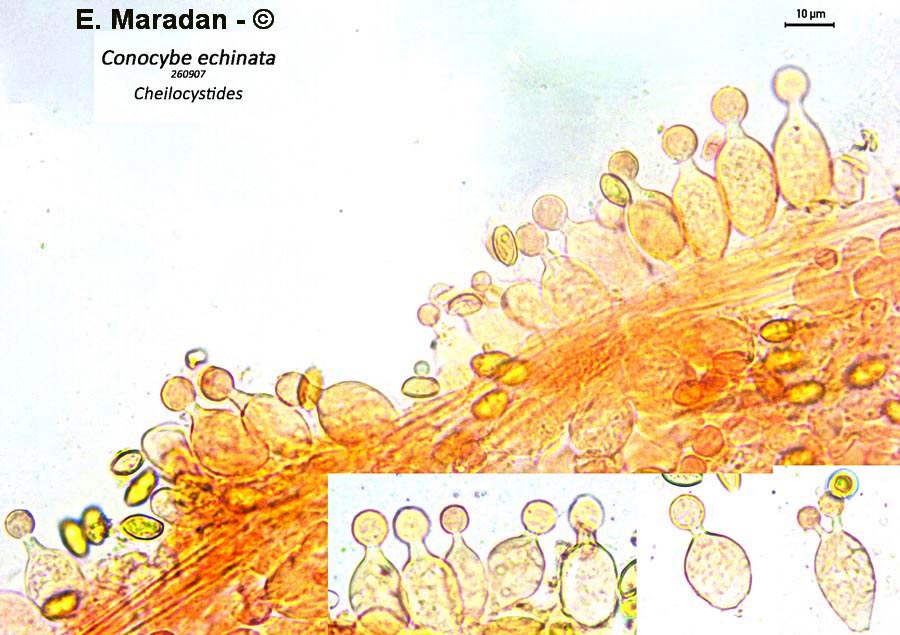Conocybe echinata