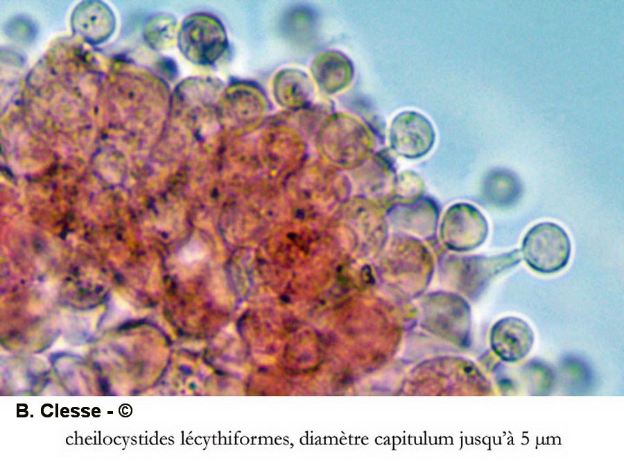 Conocybe hexagonospora