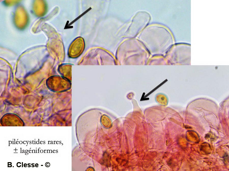 Conocybe hexagonospora