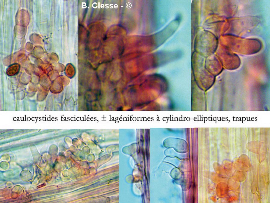 Conocybe hexagonospora