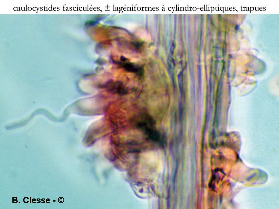 Conocybe hexagonospora