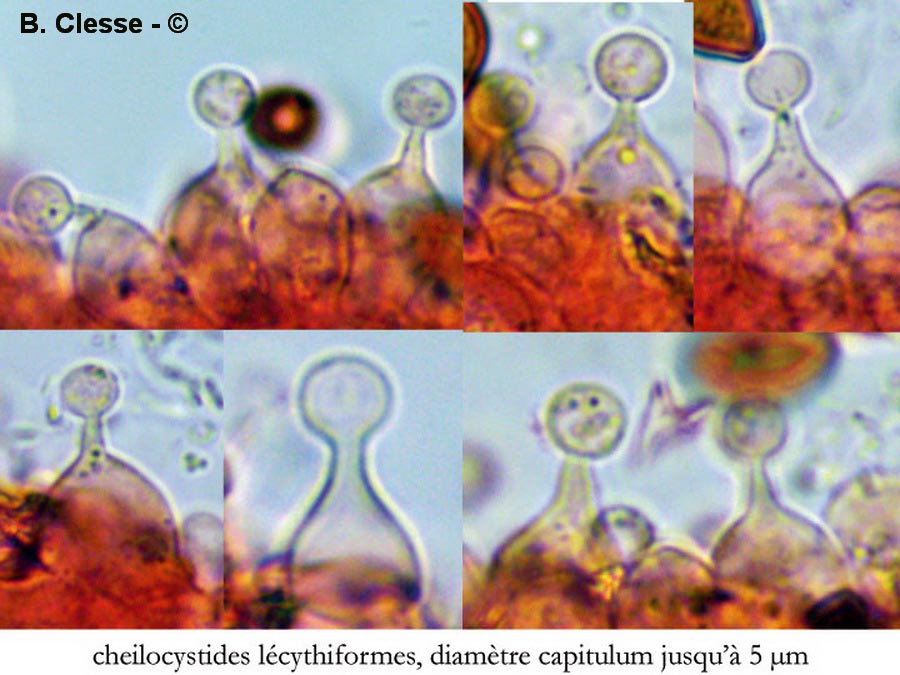 Conocybe hexagonospora