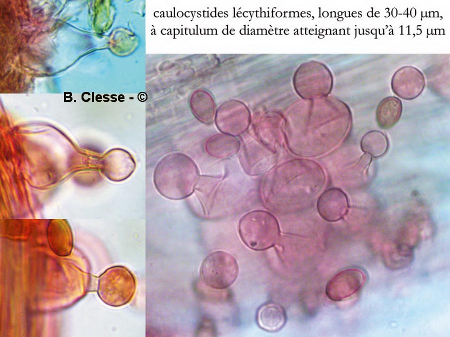 Conocybe juniana var. juniana