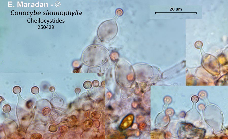Conocybe siennophylla