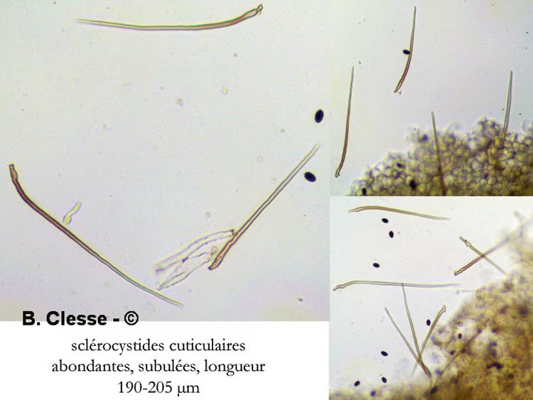 Parasola auricoma (Coprinus auricomus)