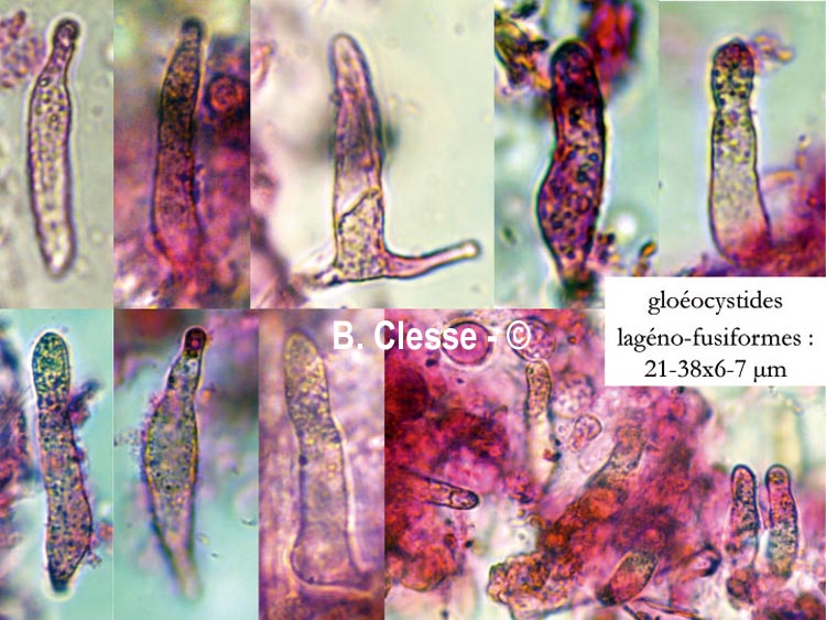 Basidiodendron walleynii