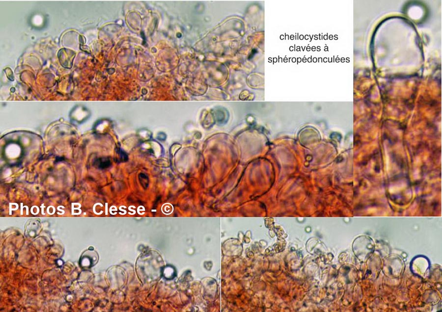 Echinoderma perplexum