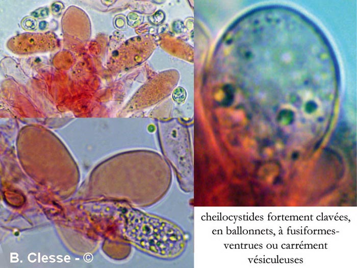 Entoloma zuccherellii