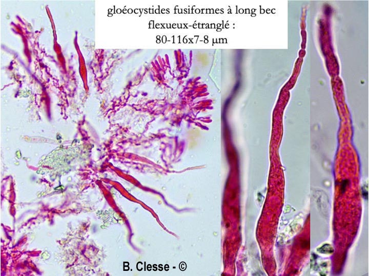 Gloeocystidiellum clavuligerum