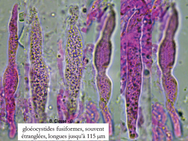 Gloeocystidiellum porosum (Gloeocystidium porosum)