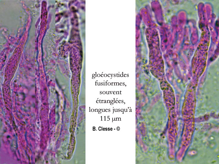 Gloeocystidiellum porosum (Gloeocystidium porosum)