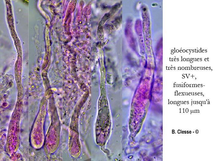 Gloeocystidiellum porosum (Gloeocystidium porosum)