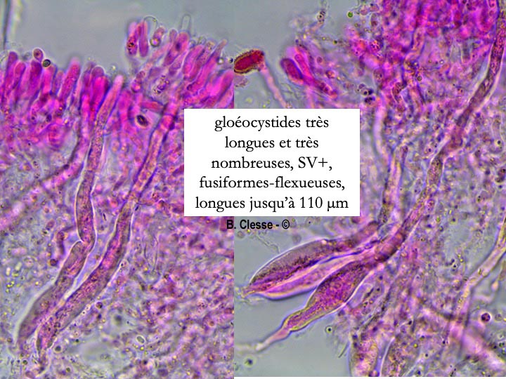 Gloeocystidiellum porosum (Gloeocystidium porosum)