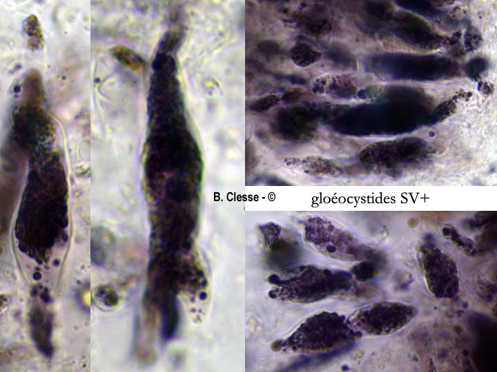 Gloeocystidiellum porosum (Gloeocystidium porosum)