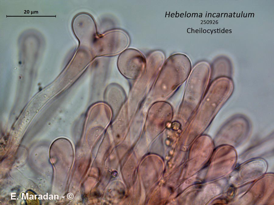Hebeloma incarnatulum