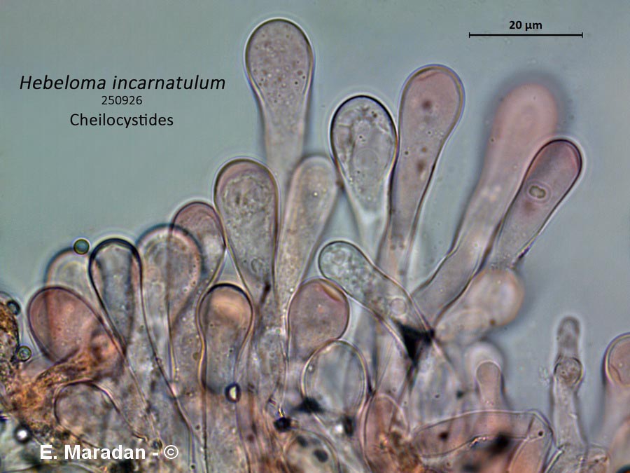 Hebeloma incarnatulum