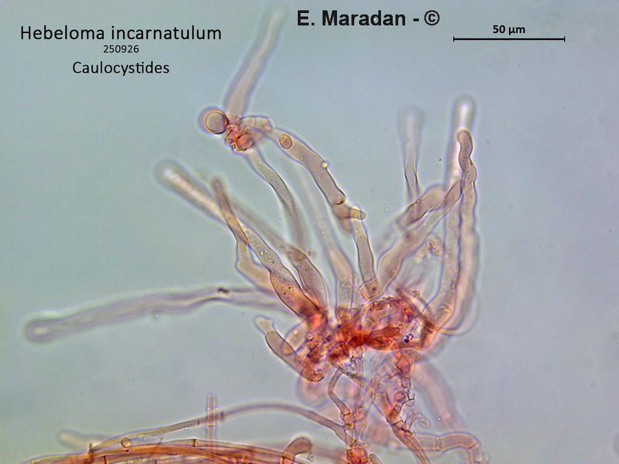Hebeloma incarnatulum