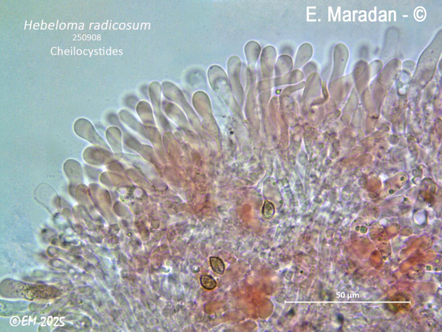 Hebeloma radicosum
