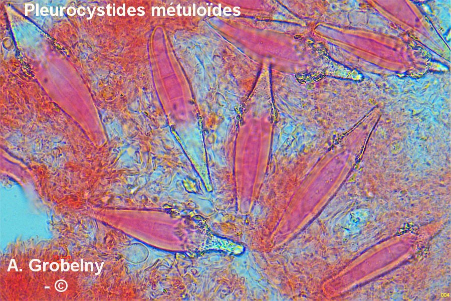 Hohenbuehelia auriscalpium