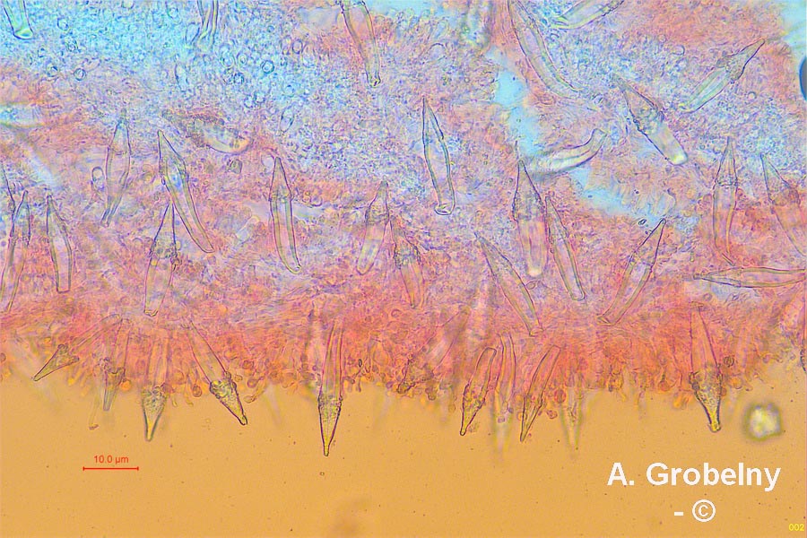 Hohenbuehelia auriscalpium