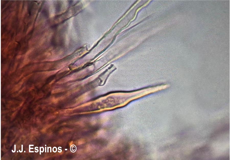 Hohenbuehelia grisea (Hohenbuehelia fluxilis var. grisea)