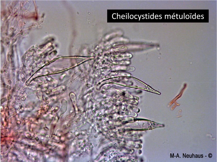 Hohenbuehelia geogenia