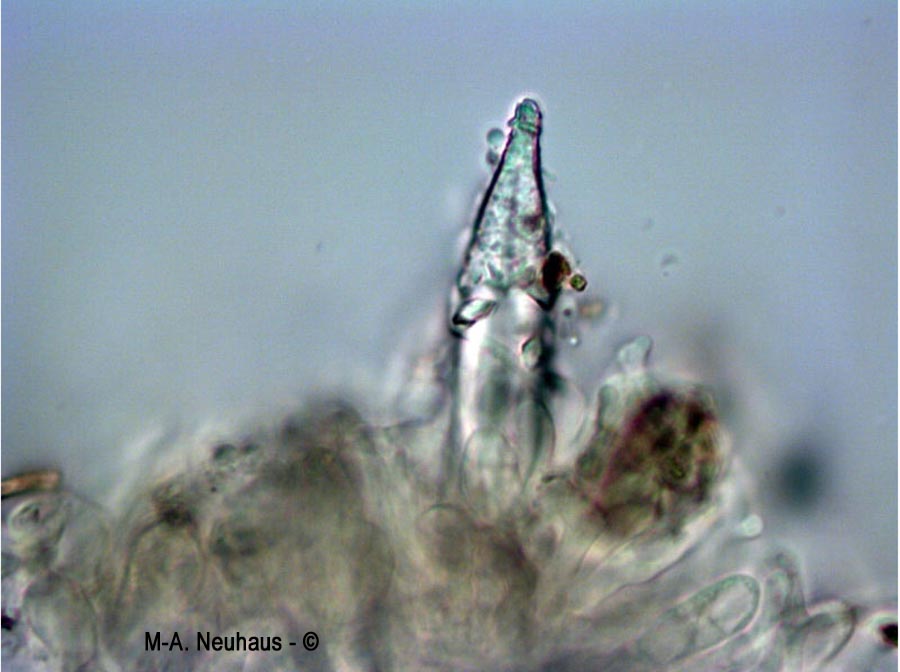 Hohenbuehelia geogenia