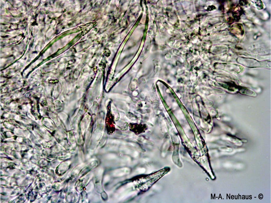 Hohenbuehelia geogenia