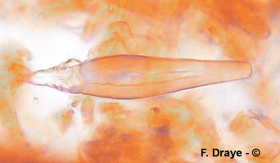 Hohenbuehelia rickenii