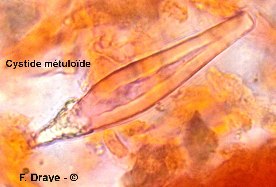 Hohenbuehelia rickenii