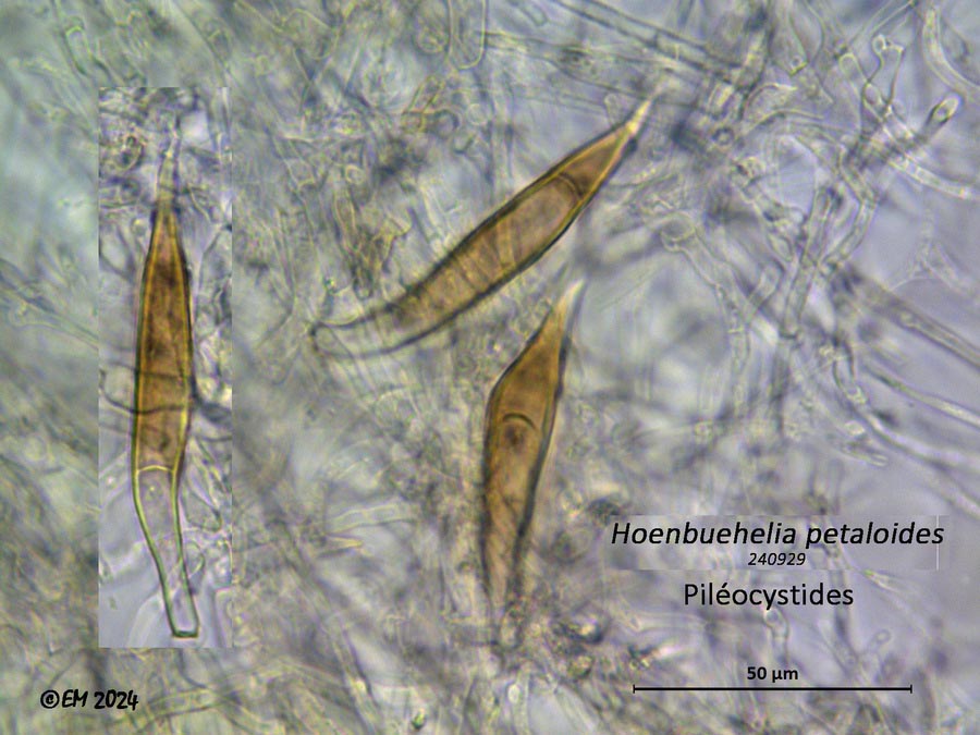 Hohenbuehelia petaloides (Hohenbuehelia geogenia)