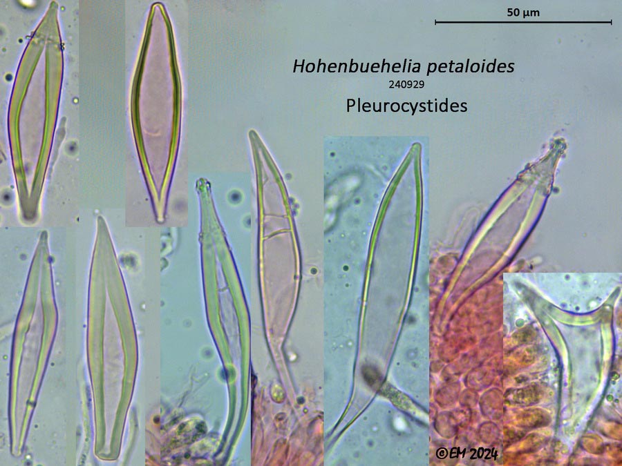 Hohenbuehelia petaloides (Hohenbuehelia geogenia)