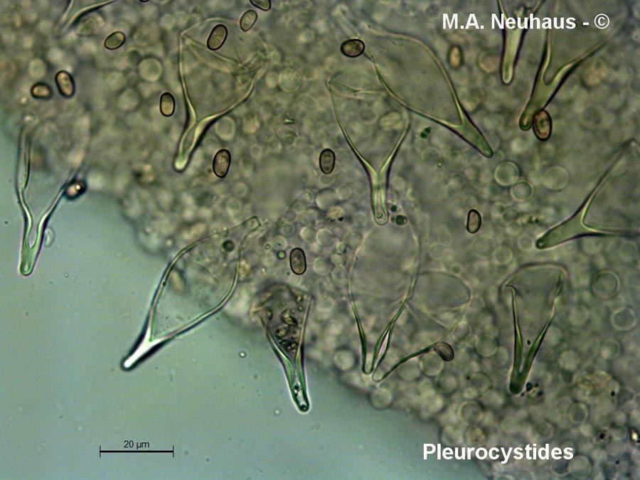 Homophron spadiceum