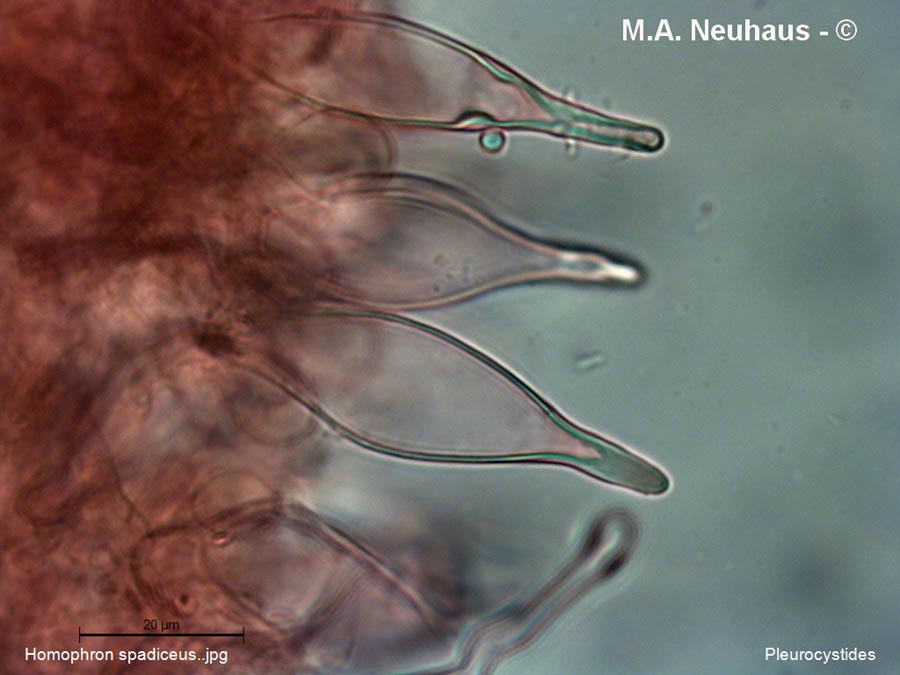 Homophron spadiceum