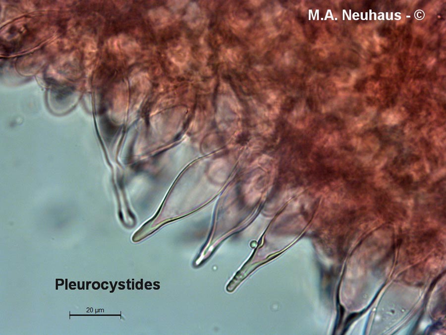 Homophron spadiceum