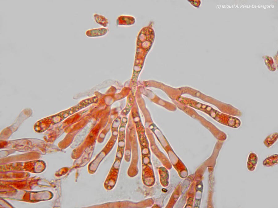 Hygrocybe miniata