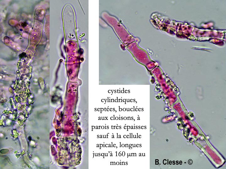 Hyphoderma setigerum (Peniophora setigera)