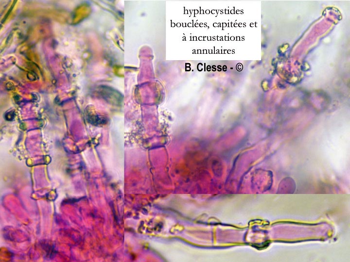 Hyphodontia pallidula