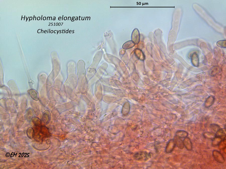 Hypholoma elongatum