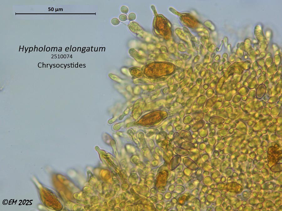 Hypholoma elongatum