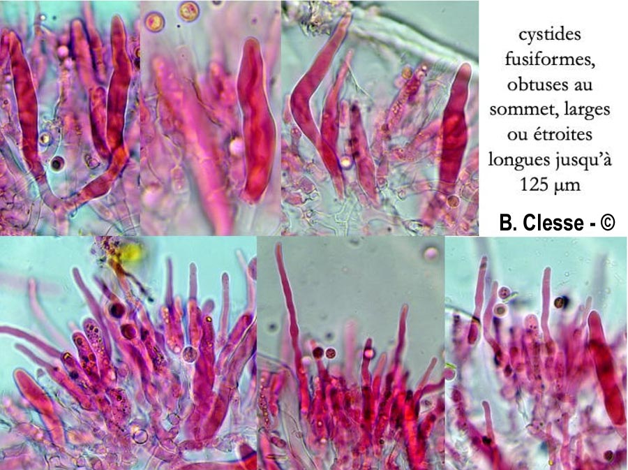 Hypochnicium subrigescens
