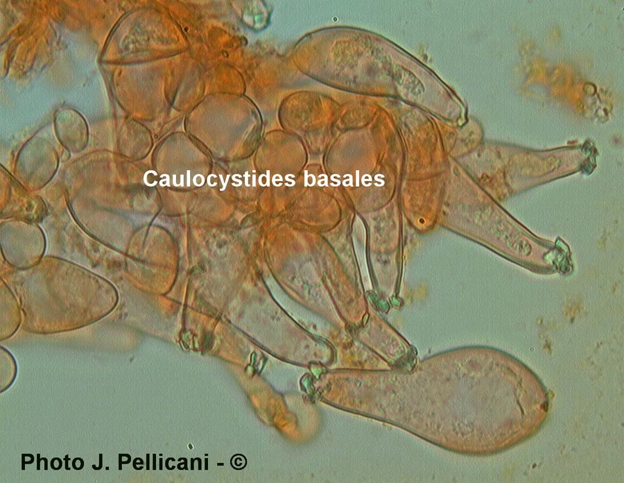 Inocybe calospora
