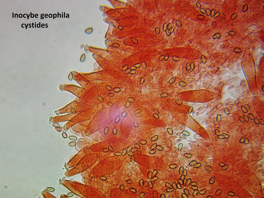 Inocybe geophylla