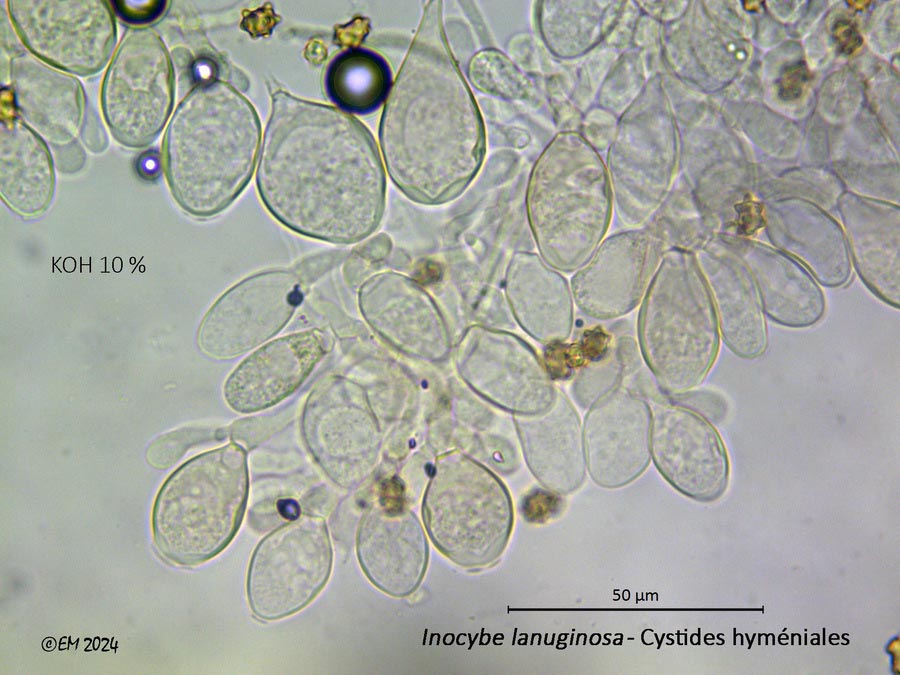 Inocybe lanuginosa