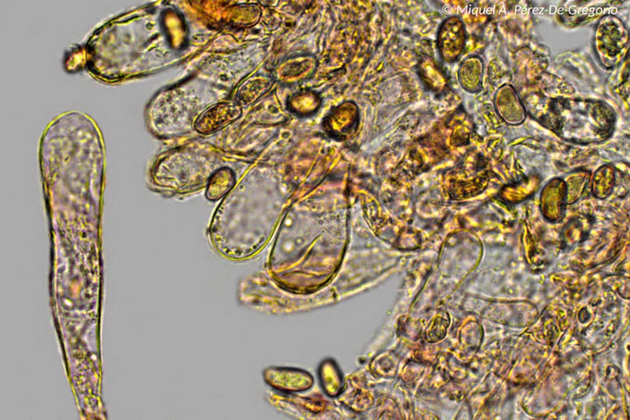 Inocybe maculata
