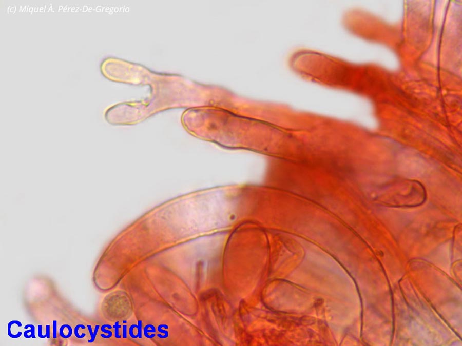 Inocybe phaeodisca