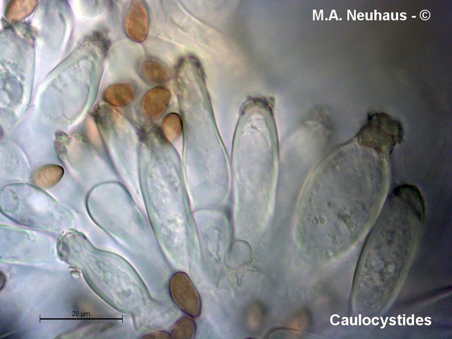 Inocybe queletii