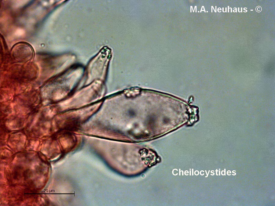 Inocybe queletii